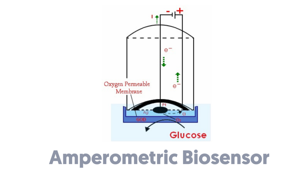 Amperometric Biosensor