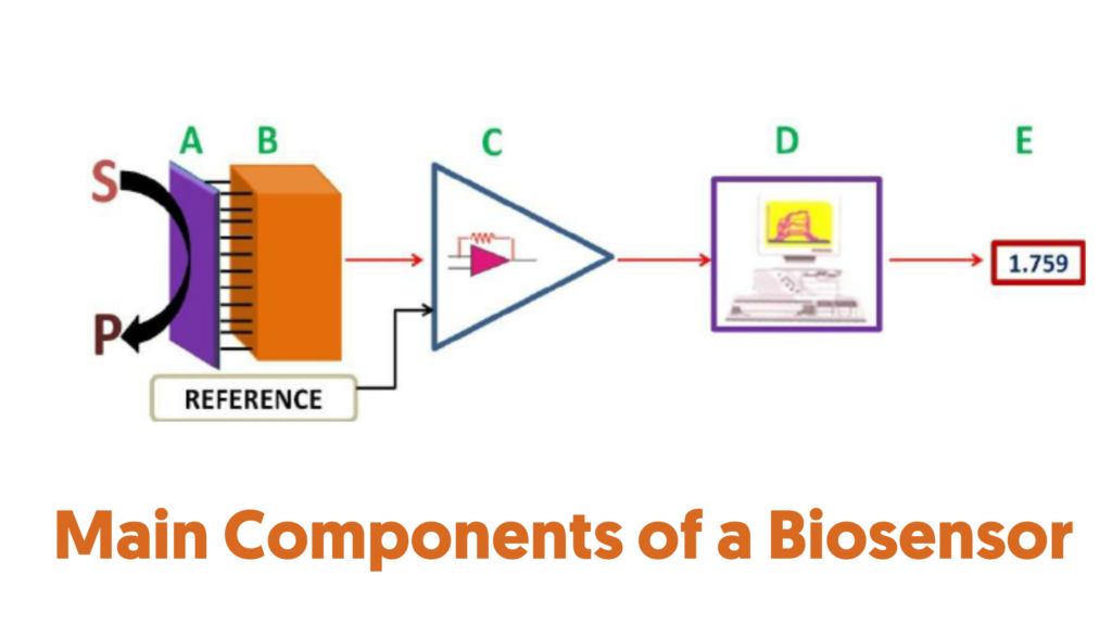 Main Components of a Biosensor
