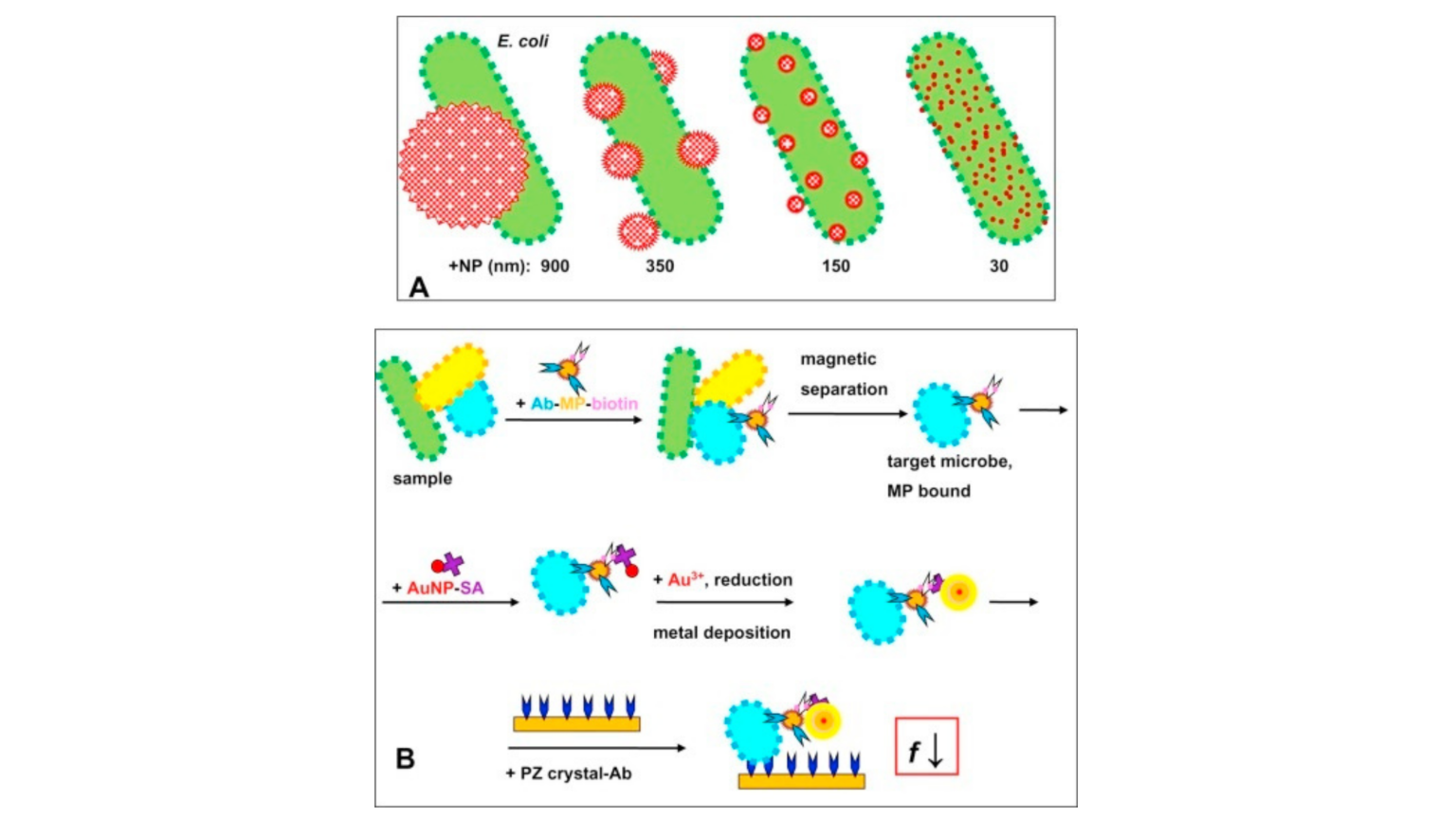 What Is A Biosensor Types Of Biosensor 9756