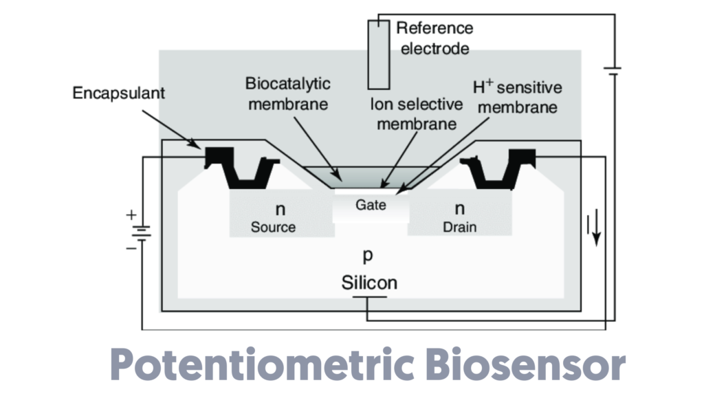Potentiometric Biosensor